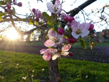 Apfelbaum mit Blüte