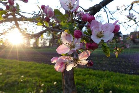Apfelbaum mit Blüte