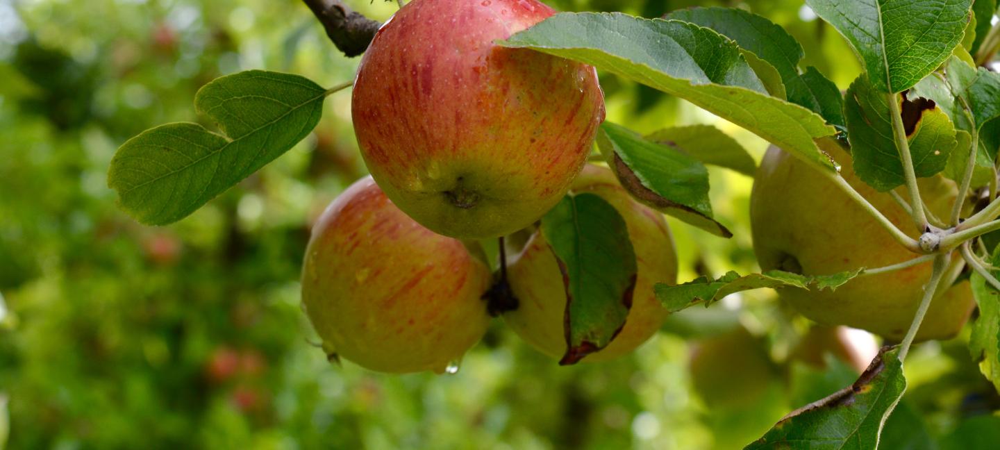 Herzlich Willkommen <br>in der GdG Hellenthal-Schleiden Herzlich Willkommen <br>in der GdG Hellenthal-Schleiden